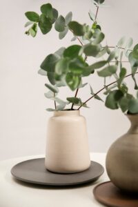 Eucalyptus in einer Vase